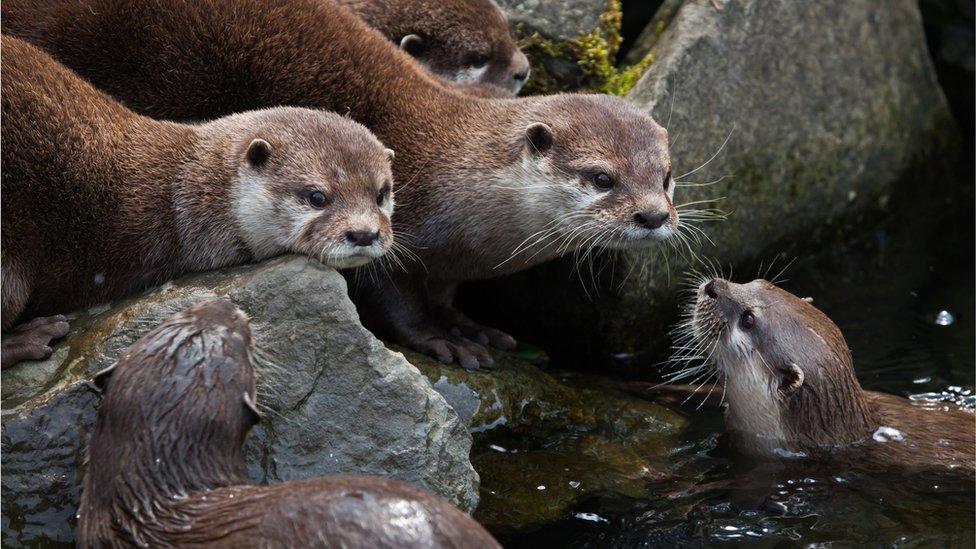 Otters in Singapore