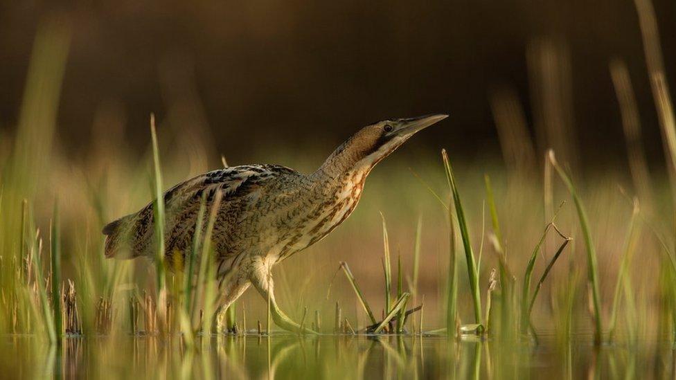 A bittern