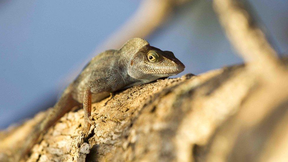 Critically endangered Redonda tree lizards are in abundance