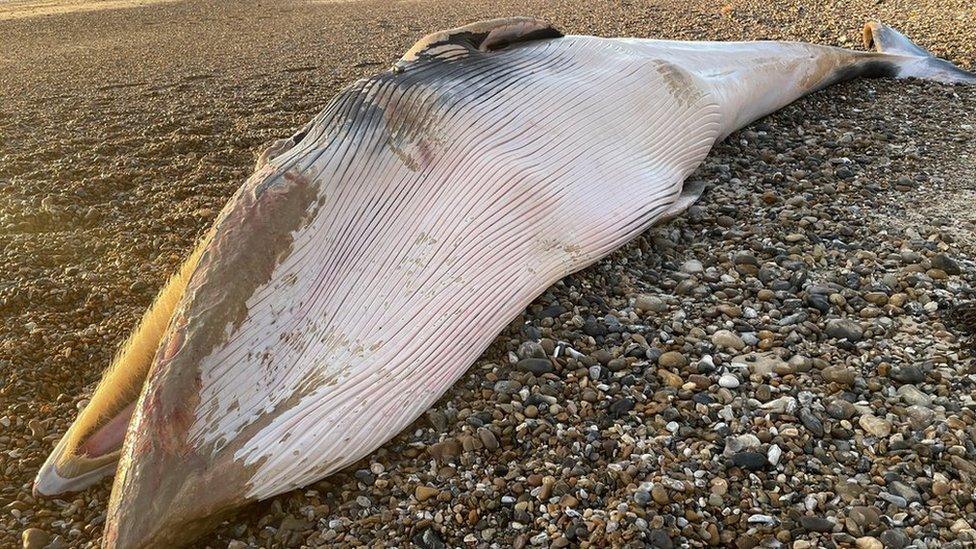 Minke whale