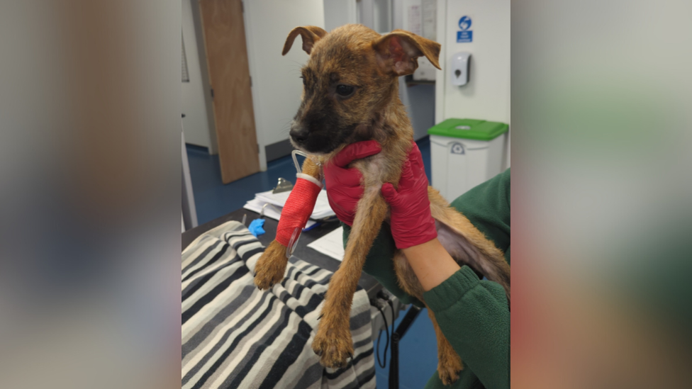 Brindle Staffordshire Terrier Coco is held up by a vet