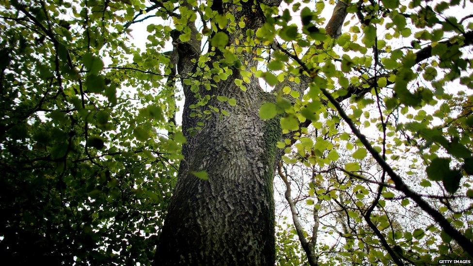 ash dieback