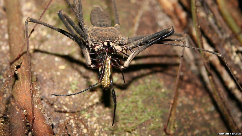 amblyplygi eating a large spider