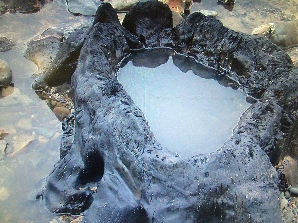 Uncovered ancient forest remains on Redcar beach