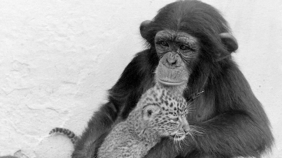 Chimp and leopard cub