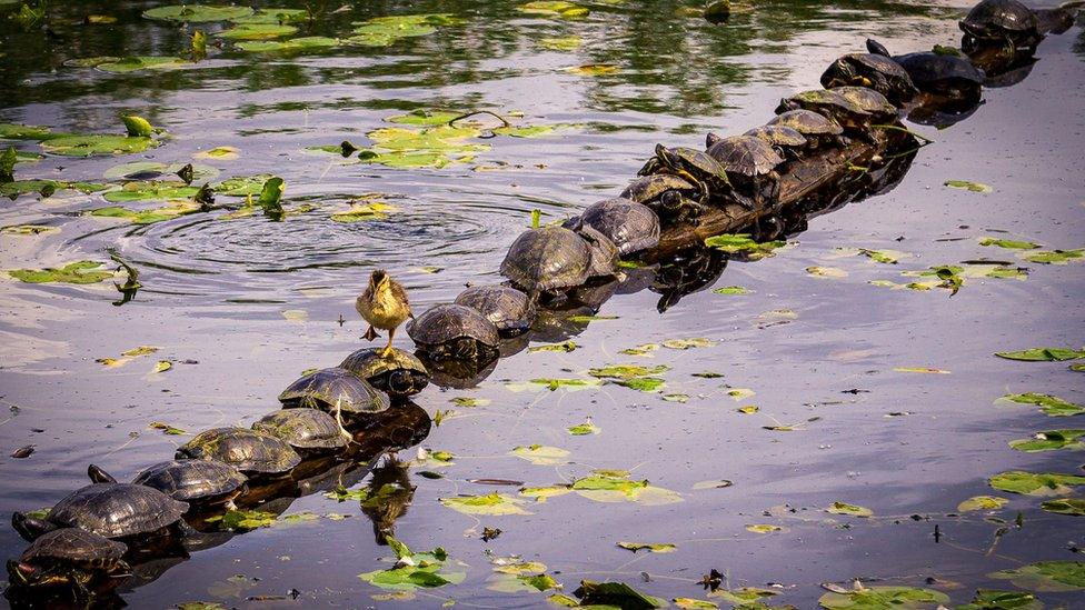 A duckling walking across a line of turtles in the water