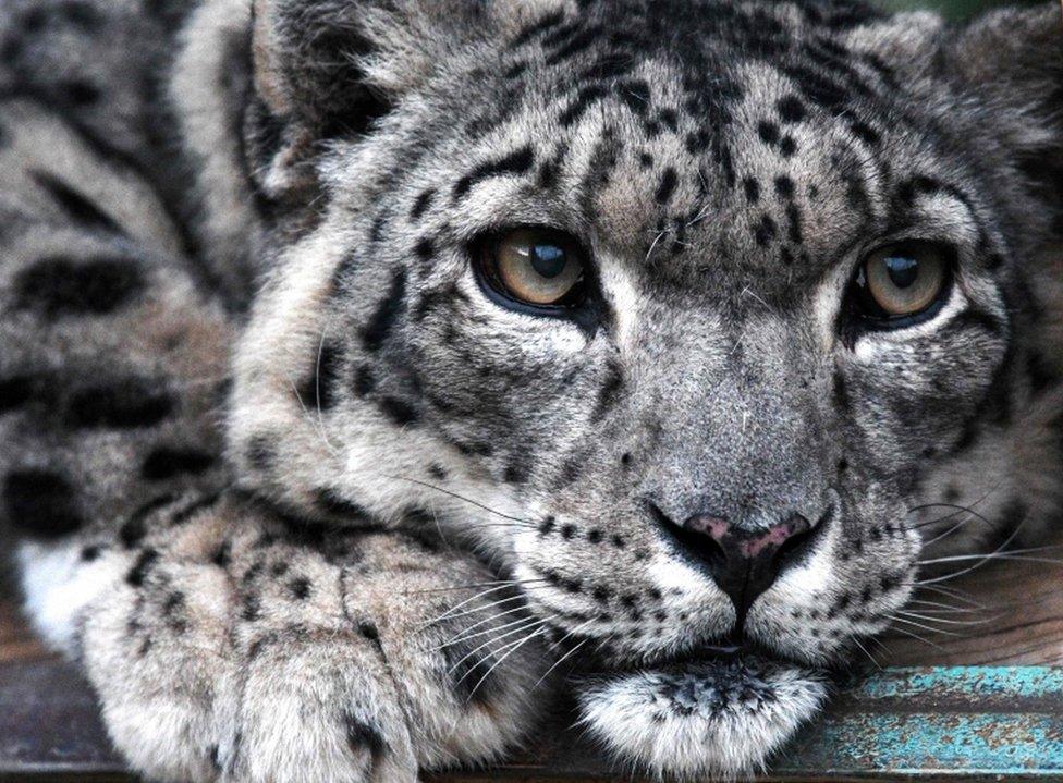 A close-up picture of a snow leopard at the NABU center in Kyrgyzstan