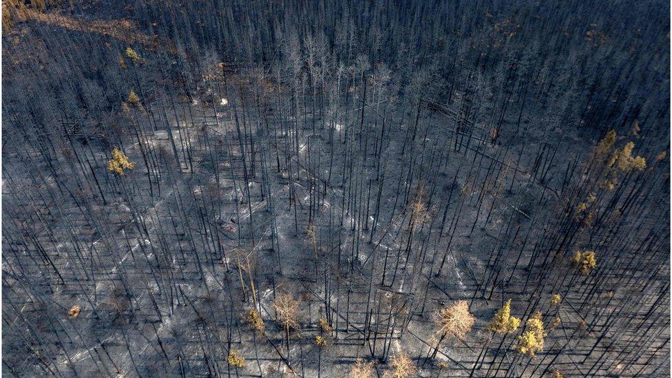 A forest burned down by a wildfire