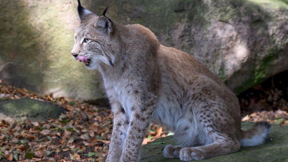 A Eurasian lynx