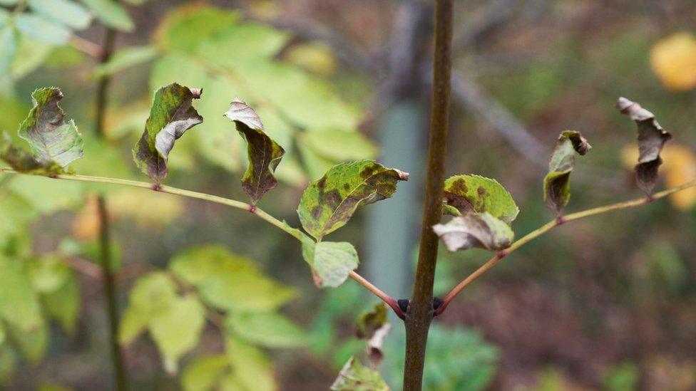 Tree with ash dieback