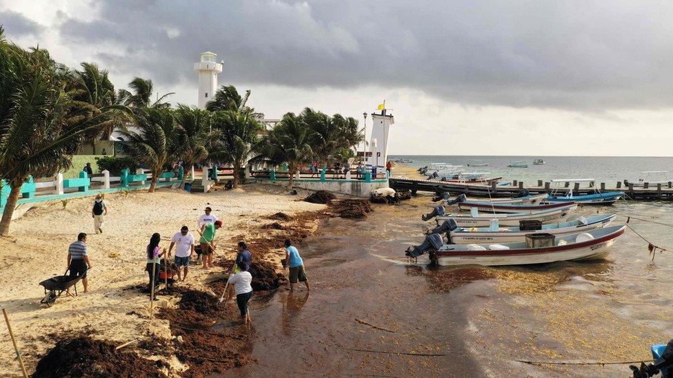 Aerial view of residents removing Sargassum in Puerto Morelos, Quintana Roo state, Mexico, on 15 May