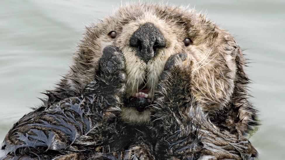 Image of Sea Otter looking shocked in the water