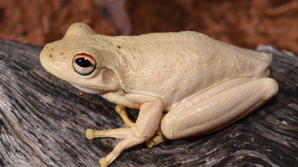 A pale Roth's tree frog