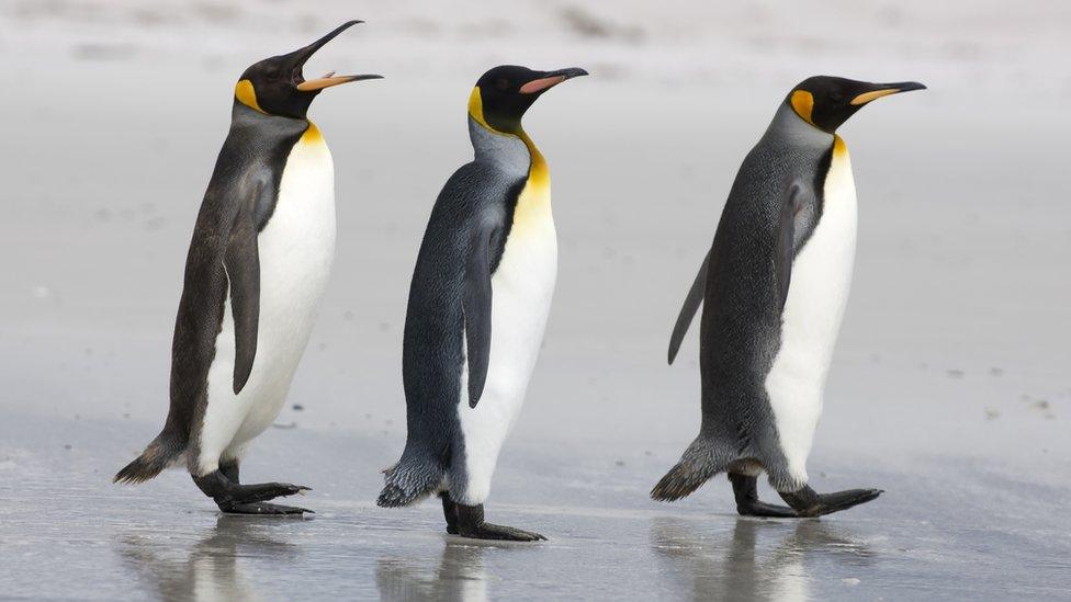 penguins-talking.