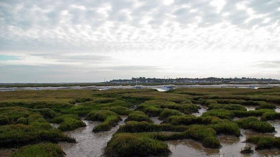 Old Hall Saltings. This is the view from Old Hall Marsh across the saltmarsh, Salcott Channel and Sunken Island towards West Mersea.