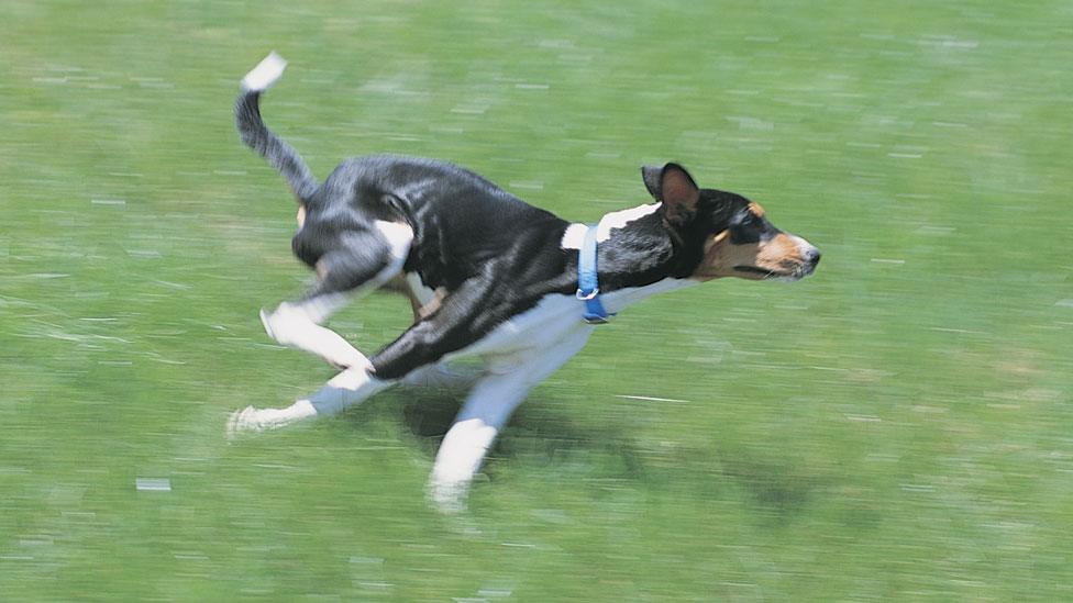 A dog running