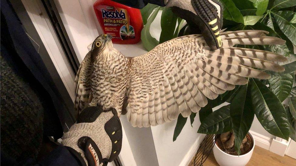 Rescued sparrowhawk