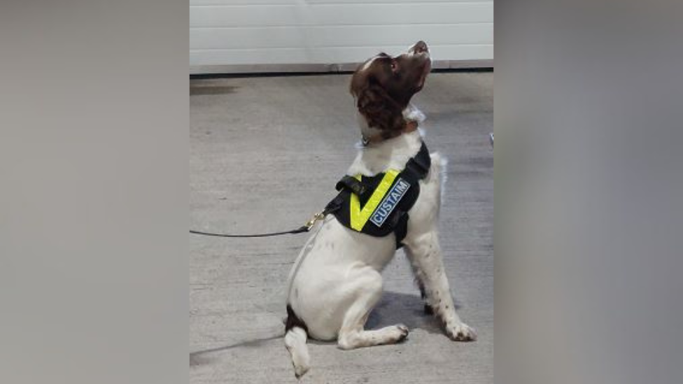 Alfie, Revenue Ireland's detector dog