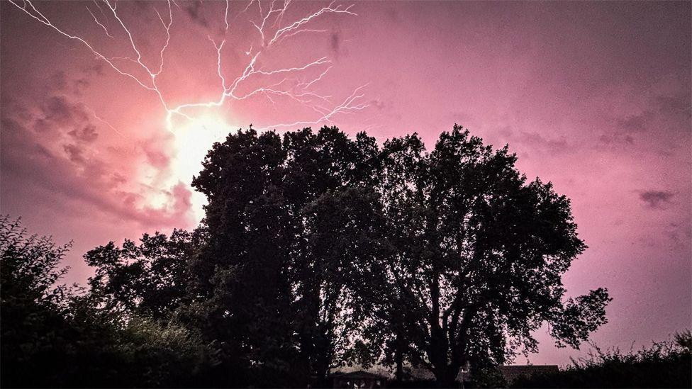 Fork lightning behind a silhouetted tree and a pink sky