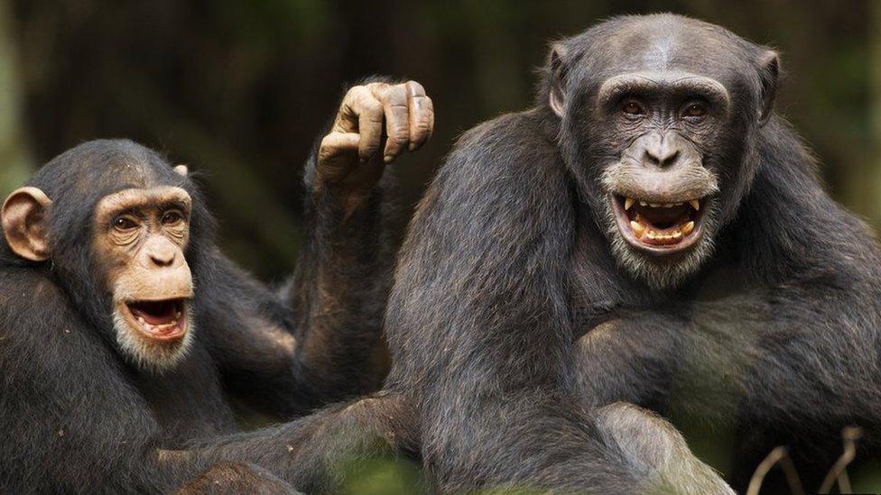 Chimpanzees laughing and grooming