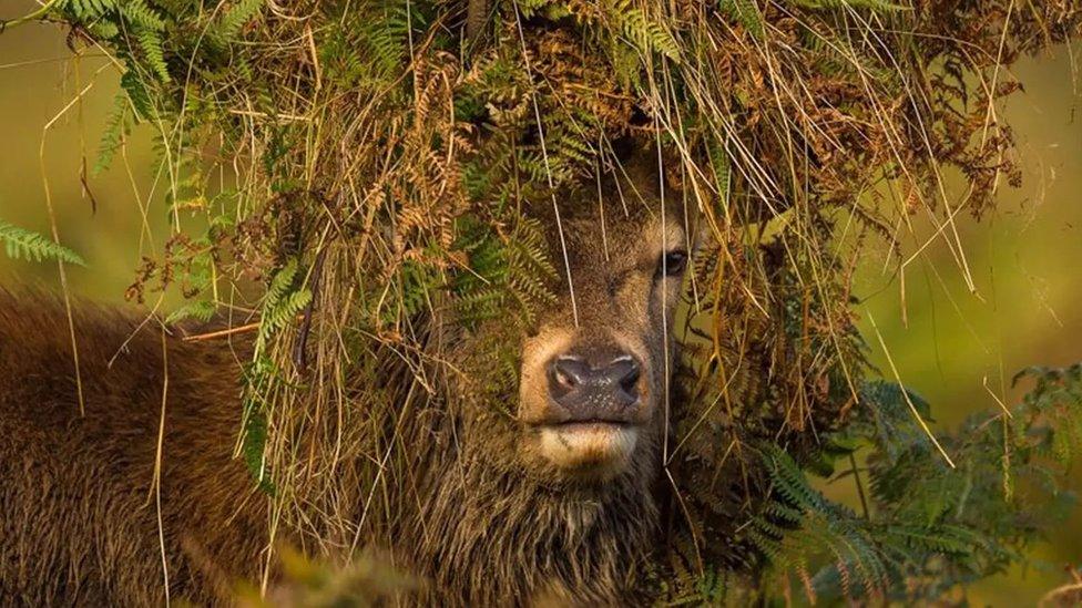 deer with vegetation on head