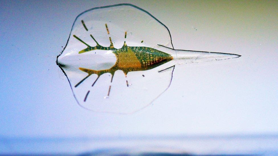 Robot stingray