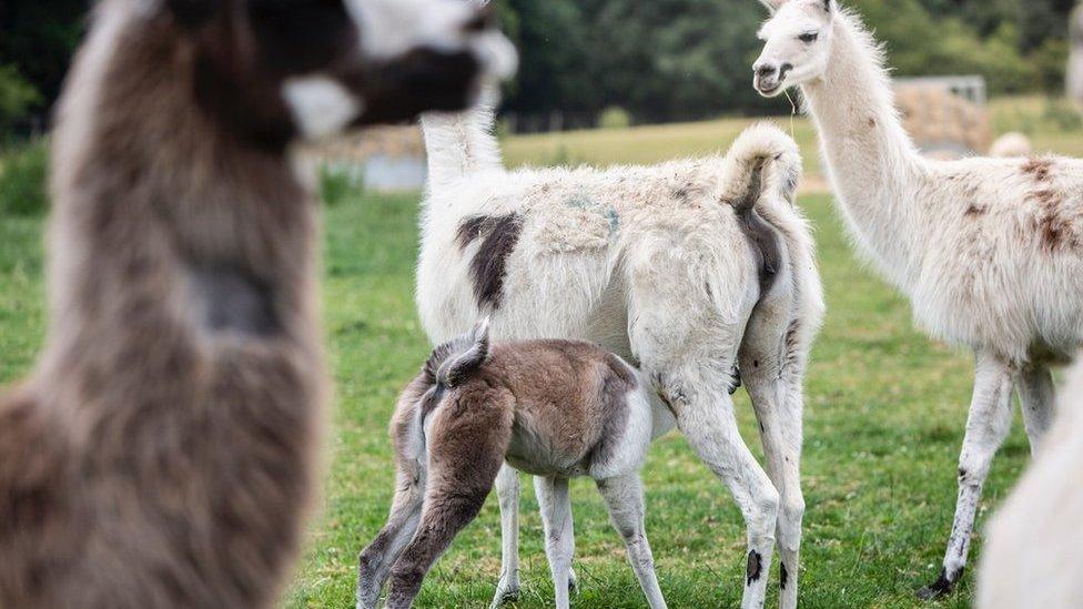 Llamas (c) University of Reading