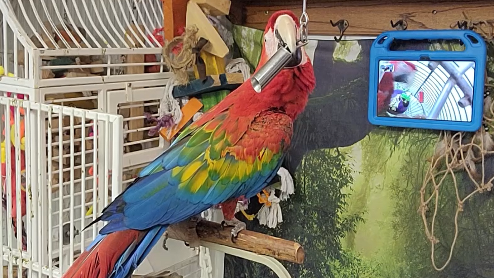 Parrot looking at tablet video calling another parrot