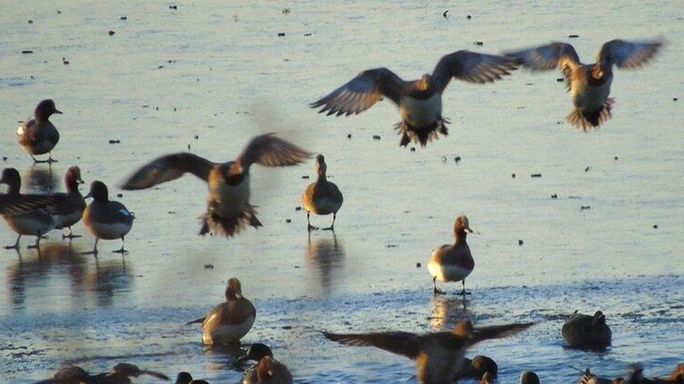 Slimbridge wild fowl