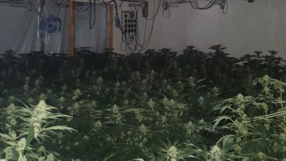 Cannabis factory