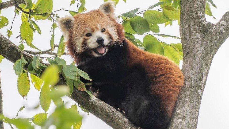 Red panda called Tilly in a tree