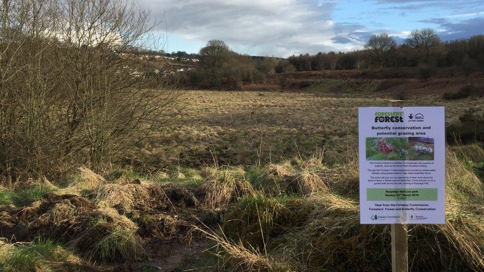 Butterfly site nest to Cinderford Brook near Ruspidge Halt