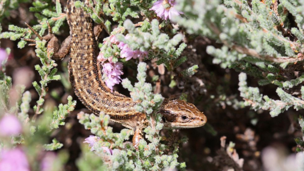 A common lizard