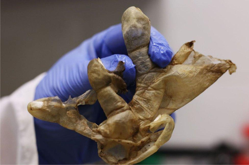 Dr Alejandro Hernández Cárdenas holds up a piece of skin used to take fingerprints