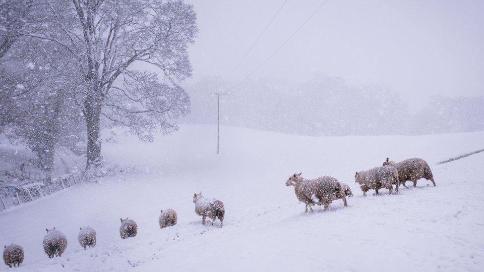 Sheep in a snowy field