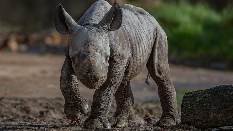 Eastern black rhino calf