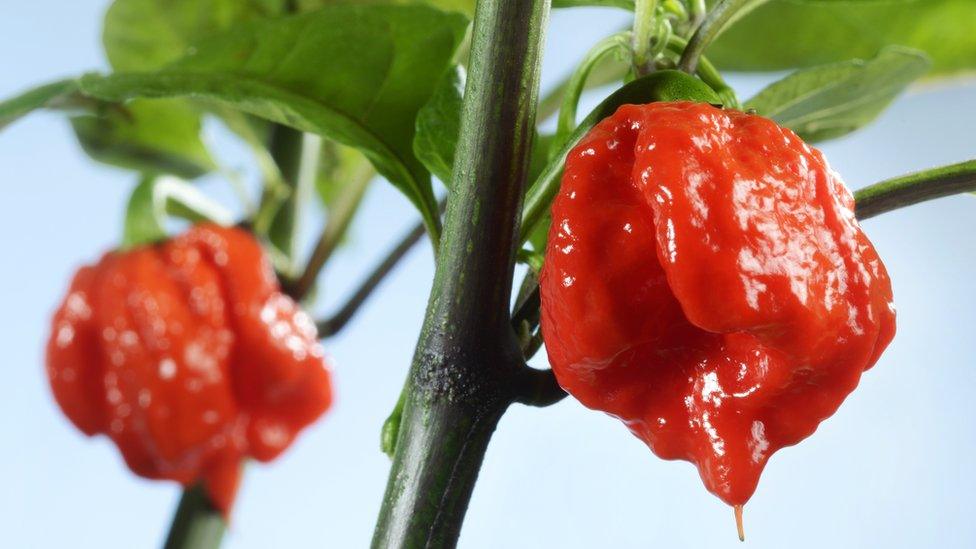 Carolina Reaper chili pepper