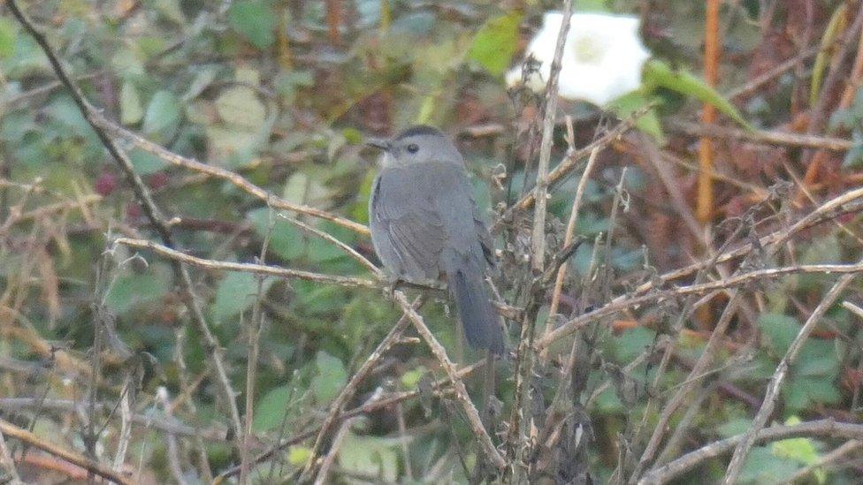 Grey catbird