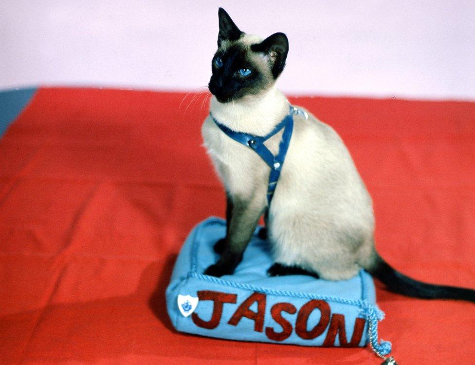 Siamese cat Jason