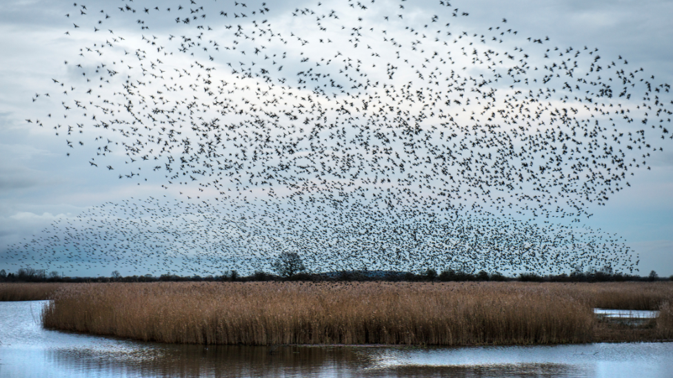 Starling murmurations above wetlands at RSPB Otmoor.