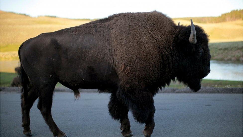 A bison walks in Yellowstone National Park in Wyoming, U.S. on August 10, 2011