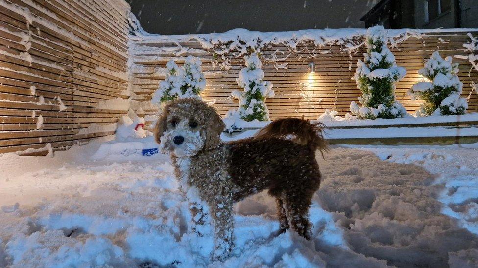 Cavapoo Reggie, 2, takes a break from chasing squirrels to catch some snow in Chester