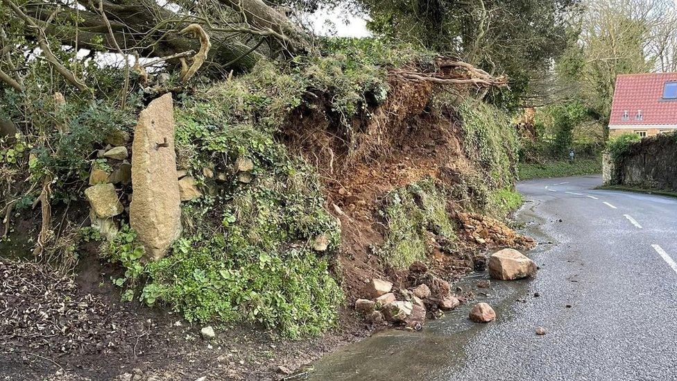 Broken tree Jersey