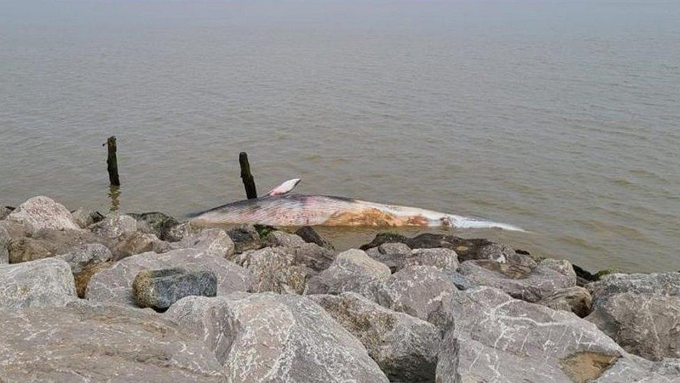 Dead whale off a beach in Suffolk