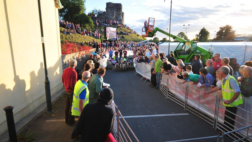 Llandovery sheep racing