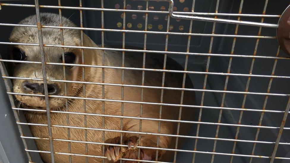 Marina the seal in a cage. The animal appears to be looking directly at the camera and one of its flippers looks like it is holding on to the cage