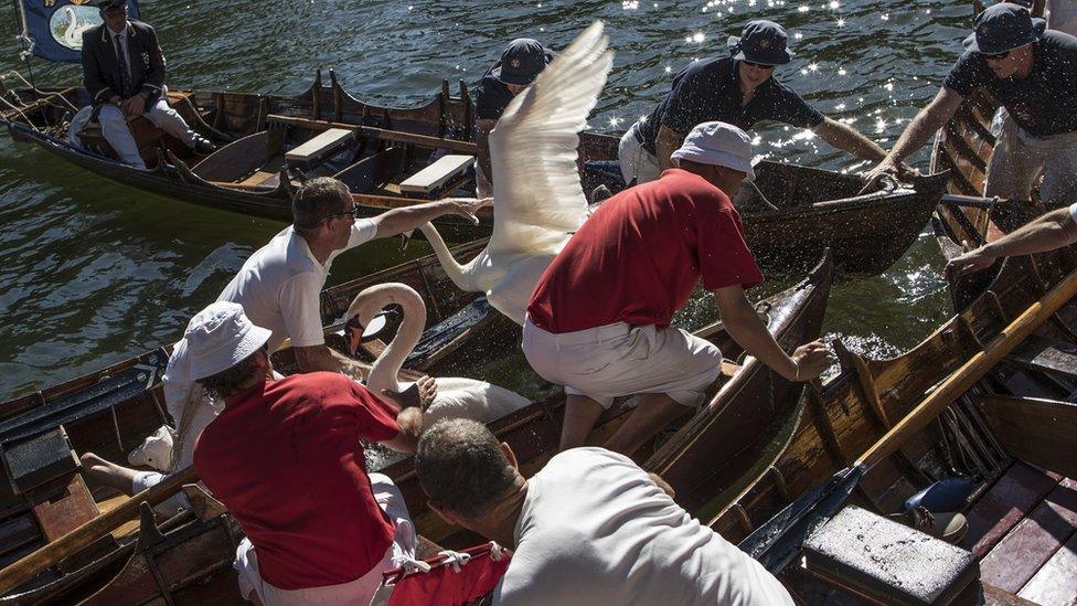 A swan flaps its wings as people try to catch it.