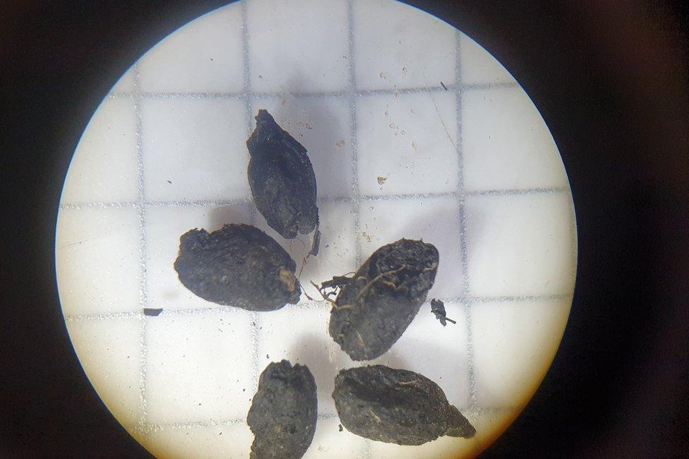 Charred spelt grains found at Field 44 on the A428 seen under the microscope