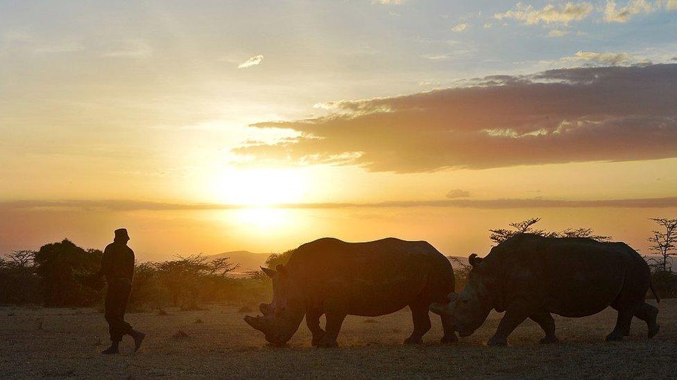 A park ranger walks ahead of a nothern white female rhinoceros named Najin and a companion southern-white female at Ol Pejeta Conservancy, some 290 kms north of the Kenyan capital, Nairobi, on January 27, 2015. Najin is one of only five members of the sub-species left on the planet, three of which reside at Ol Pejeta Conservancy. Conservationists and scientists met in Kenya this week to come up with a last ditch plan to save the northern white rhinoceros from extinction.