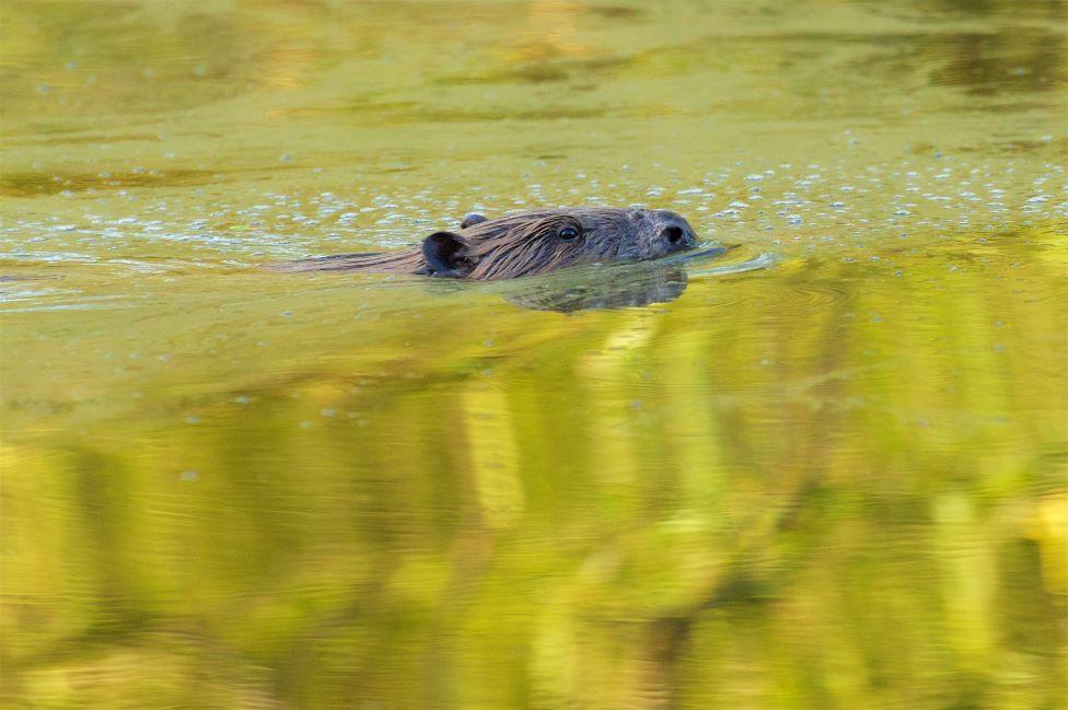 Beaver